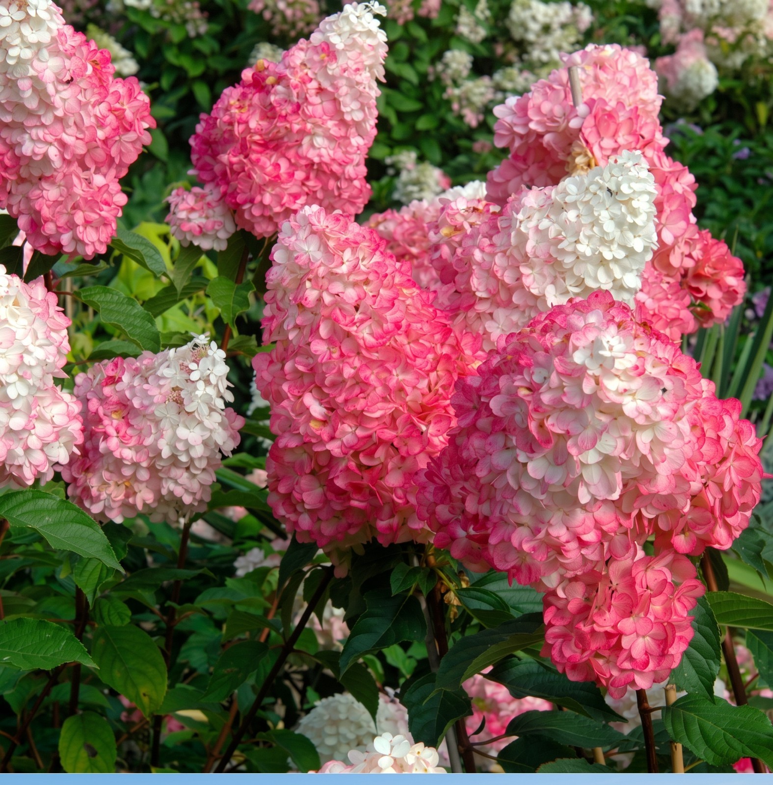 6 Pack Vanilla Strawberry Hydrangea Starter Plugs Live Plants Well Rooted Liners 6 Pack Vanilla Strawberry Hydrangea Starter Plugs Live Plants Well Rooted Liners