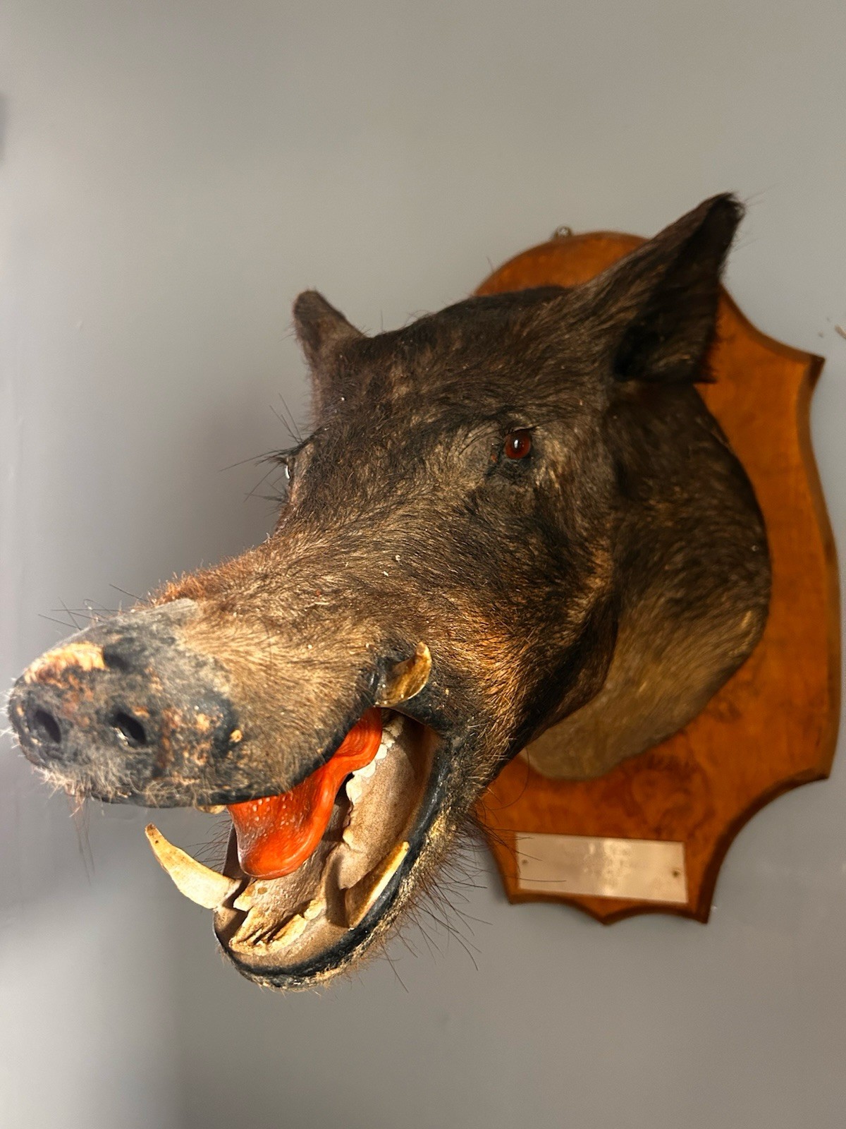 Vintage wild boar taxidermy mount from 1983