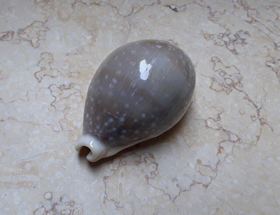 Cypraea camelopardalis lareg very huge size 84.1mm F++++F+++ lyncina sea shell Cypraea camelopardalis lareg very huge size 84.1mm F++++F+++ lyncina sea shell
