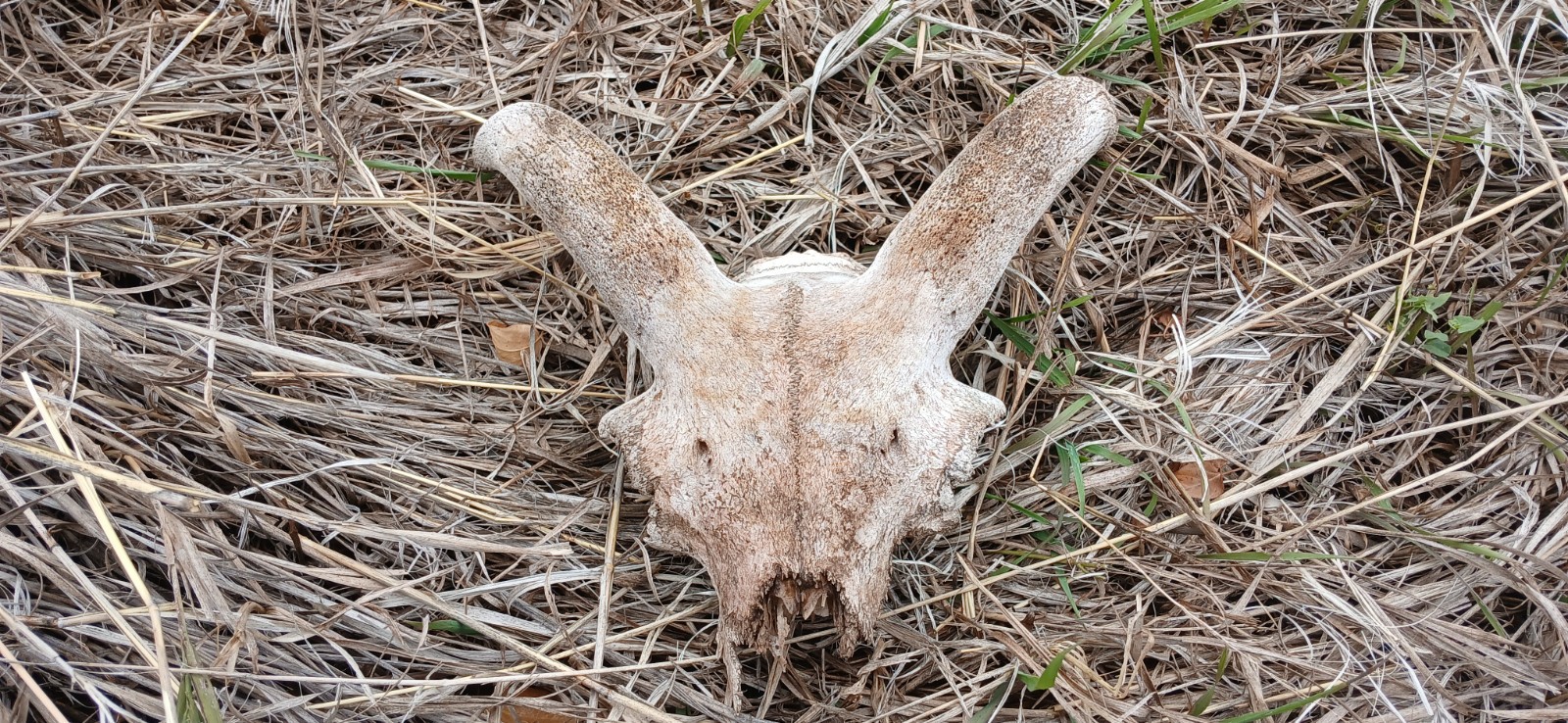 Goat/Sheep Ram Skull With Horns Goat/Sheep Ram Skull With Horns