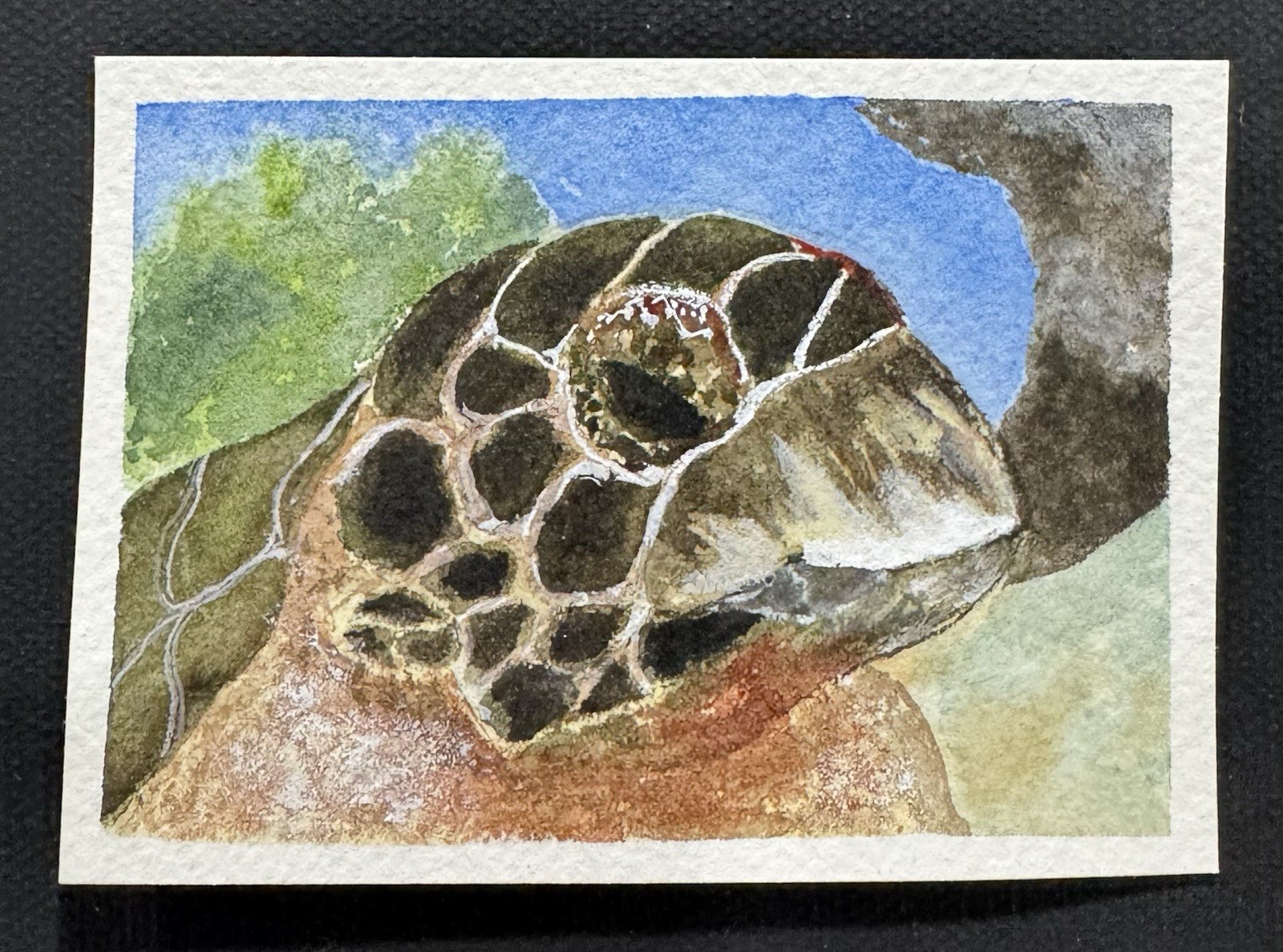 Original Watercolor ACEO “Sea Turtle” Signed Dated OOAK By Sherrie Porter