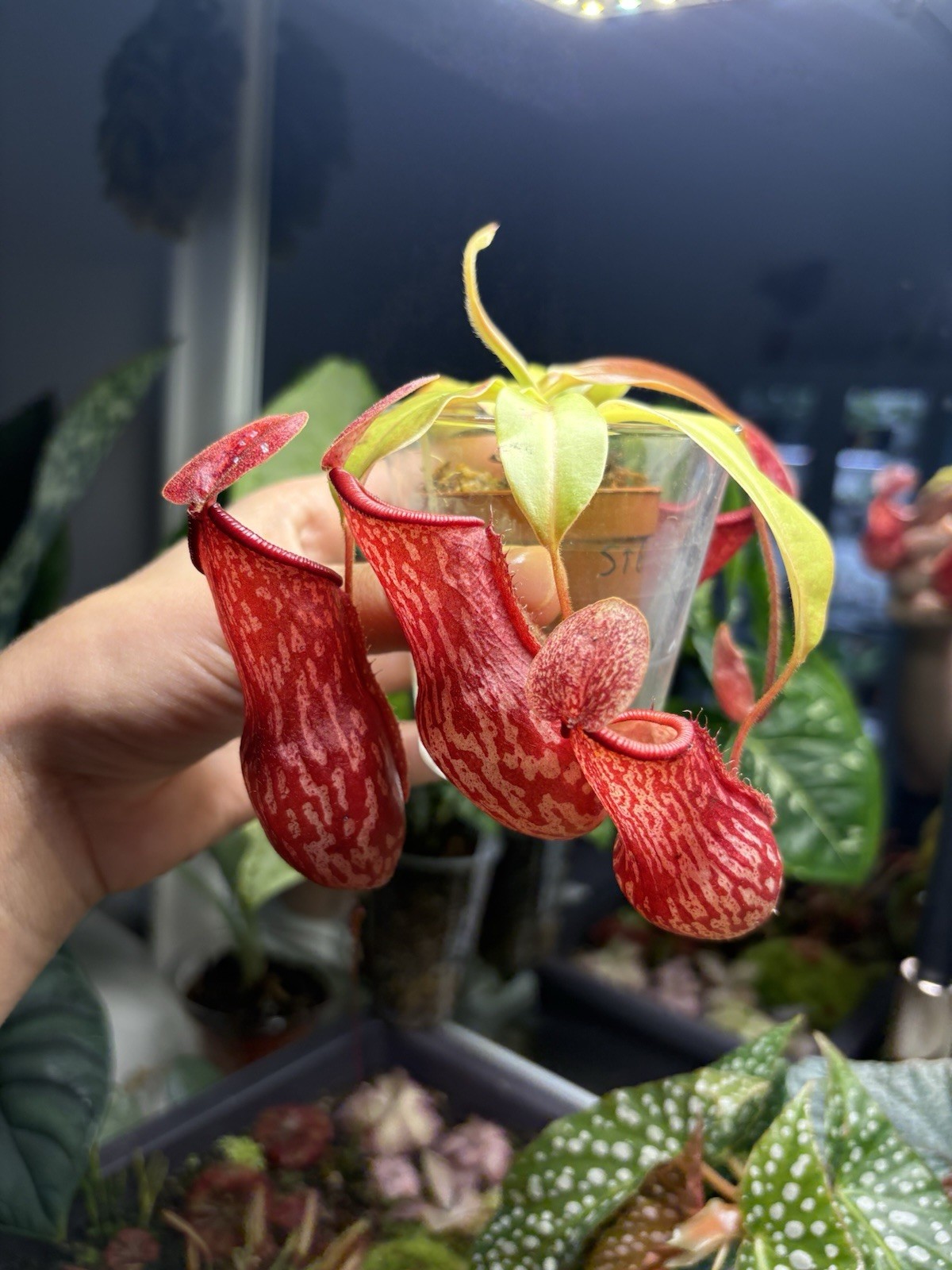 Nepenthes St. Gaya Pitcher Plant Carnivorous