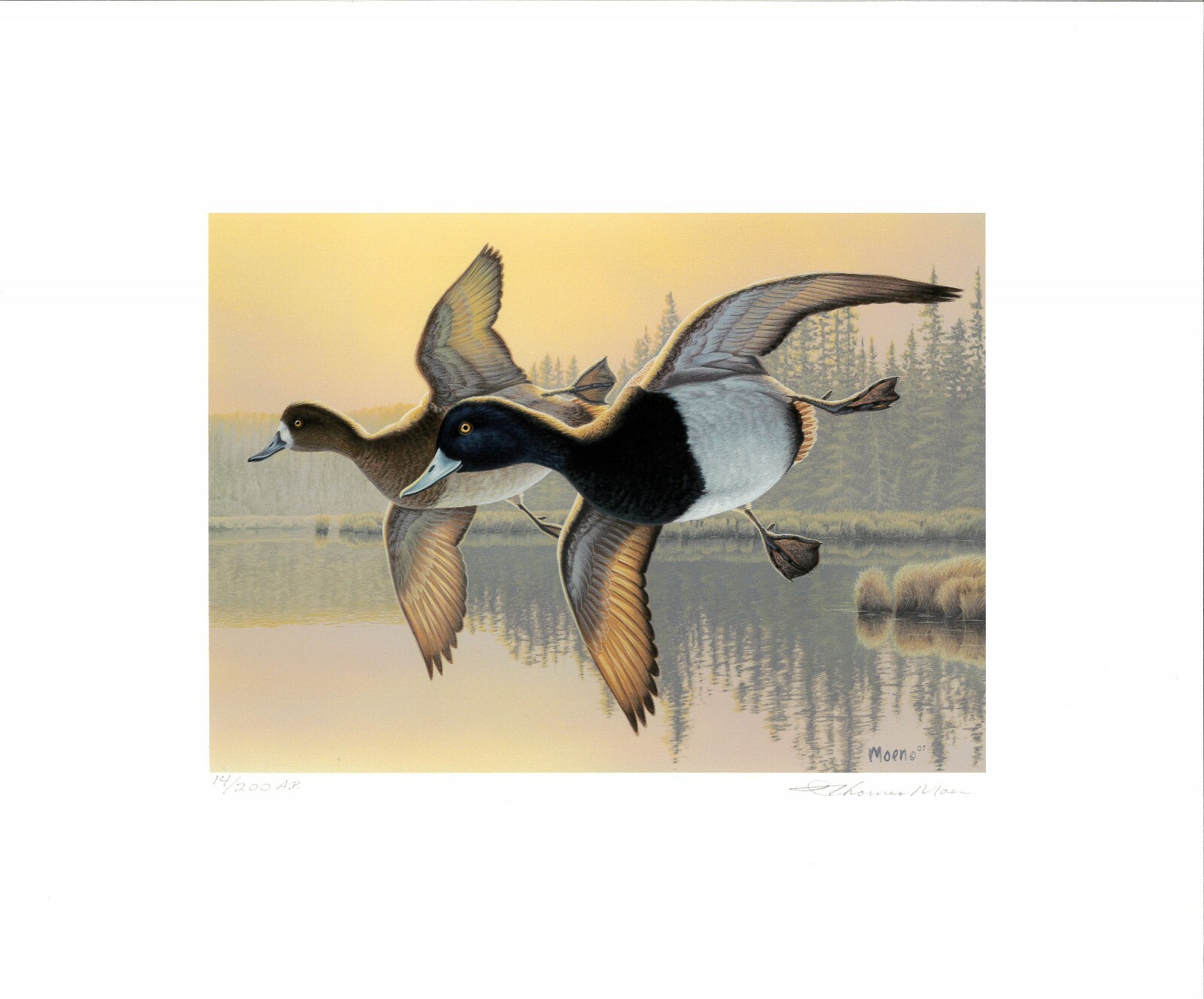 MINNESOTA #31 2007 DUCK STAMP PRINT by Sara Stack,  mint & artist signed stamps