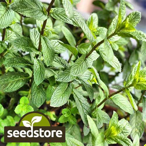 Peppermint Seeds | Heirloom / Non-GMO |  | Herb Seeds | 1169