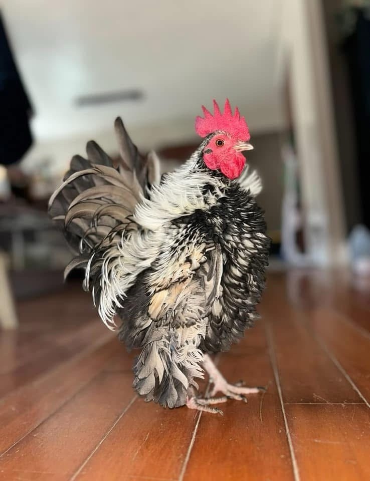 6+ Fertile Serama Chicken Hatching Eggs - FRIZZLE