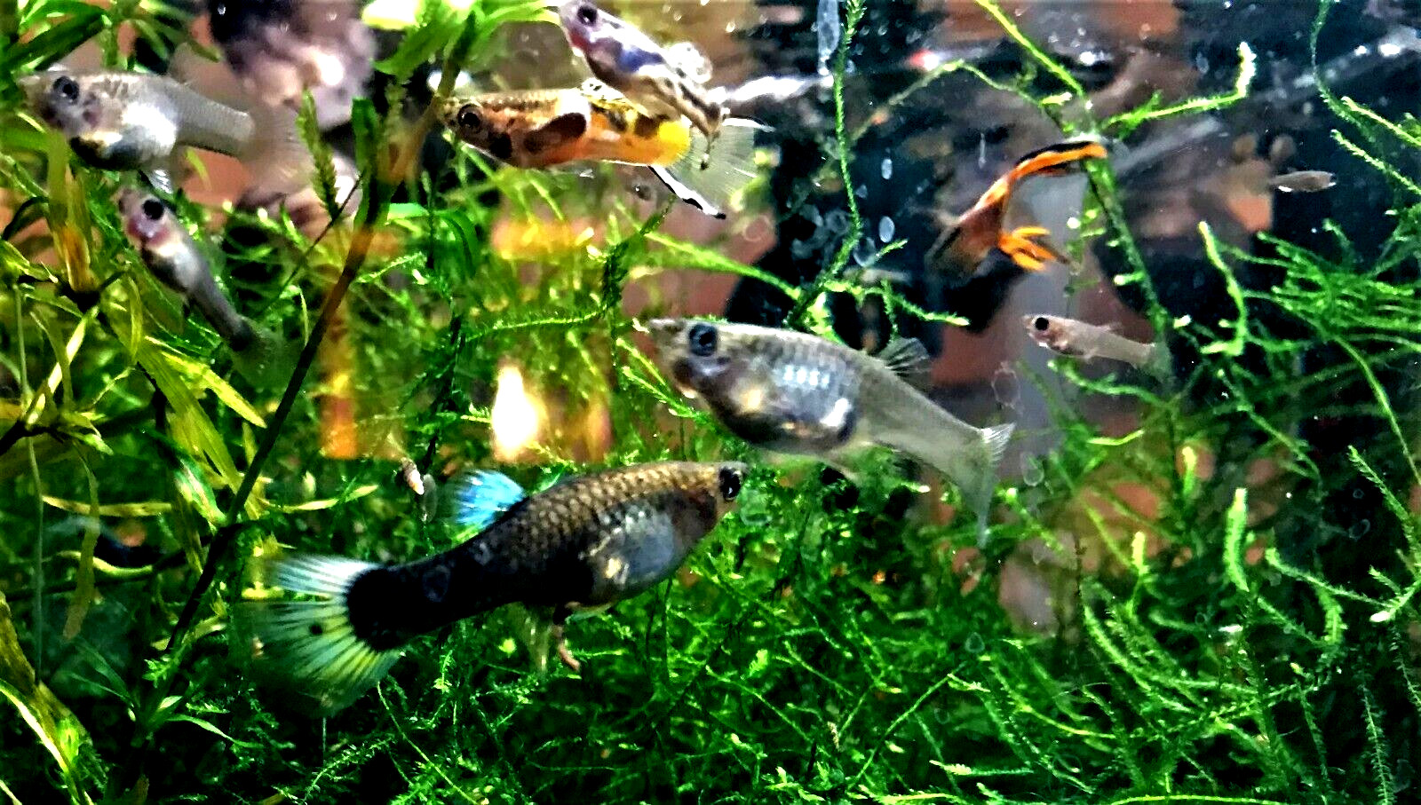 Fancy Mutt Guppy LIVE FRY PACK - 25+ Home Raised - Spring Shipping Rules Apply