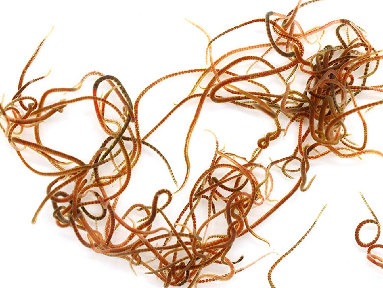 Live Blackworms (Lumbriculus variegatus) - FREE 1 Day Shipping
