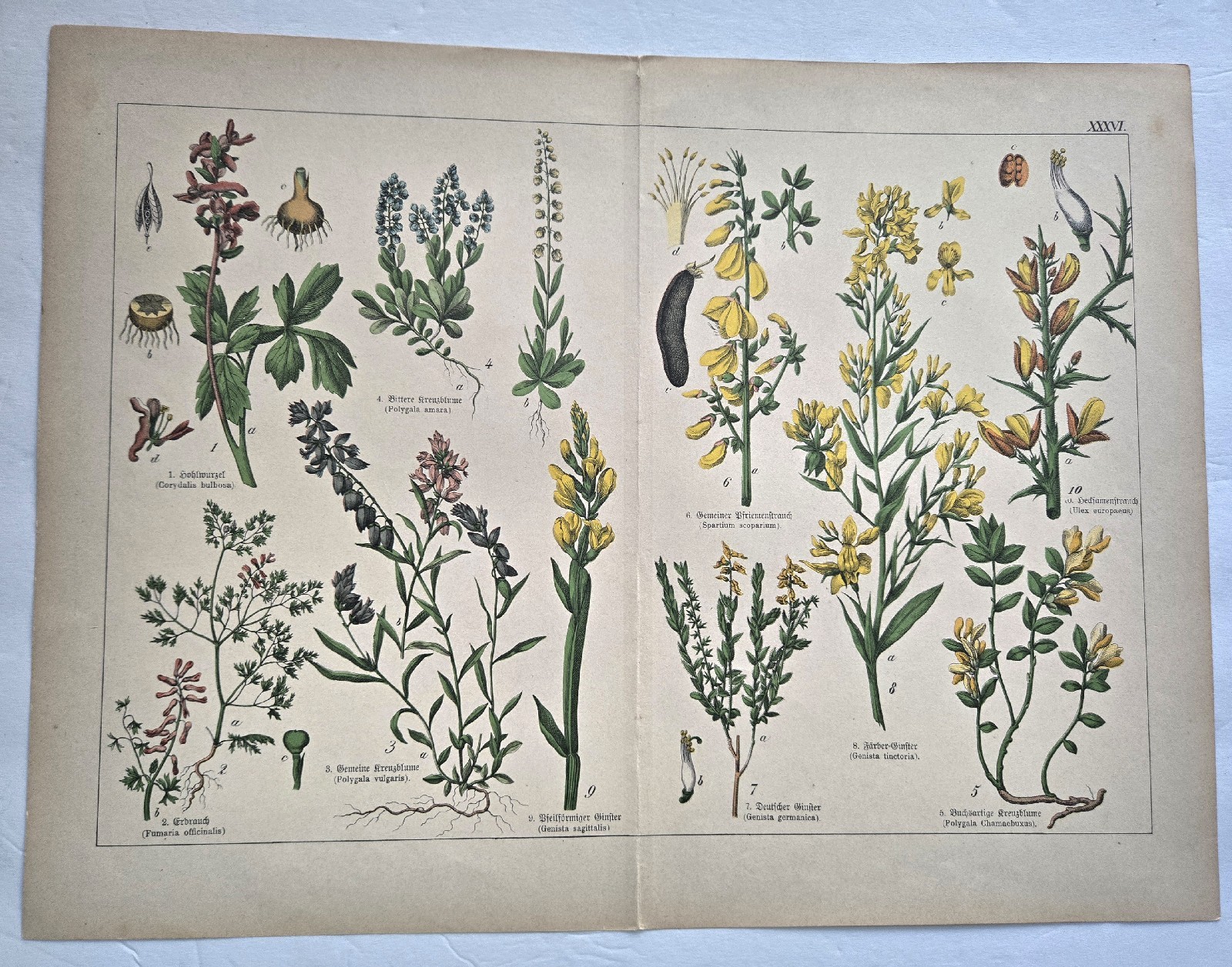 1886 Schubert Das Pflanzenriech Antique Lithograph-Botanical,-Natural history 1886 Schubert Das Pflanzenriech Antique Lithograph-Botanical,-Natural history