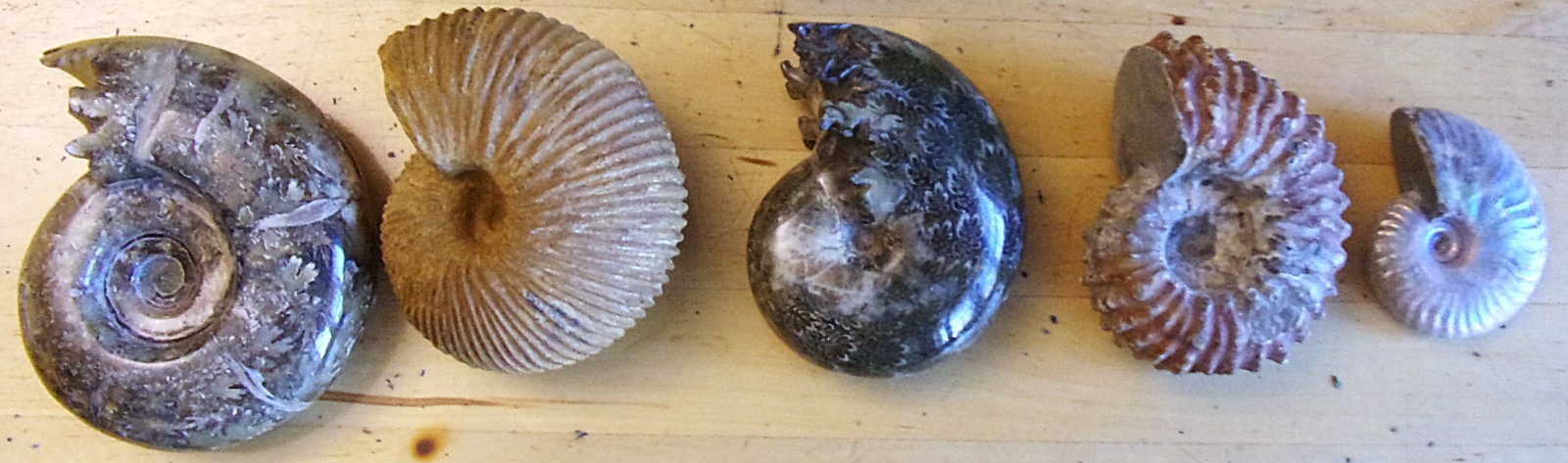 Madagascar AMMONITE LOT - 5 Assorted - Puzosia & others- Natural Ribbed Polished