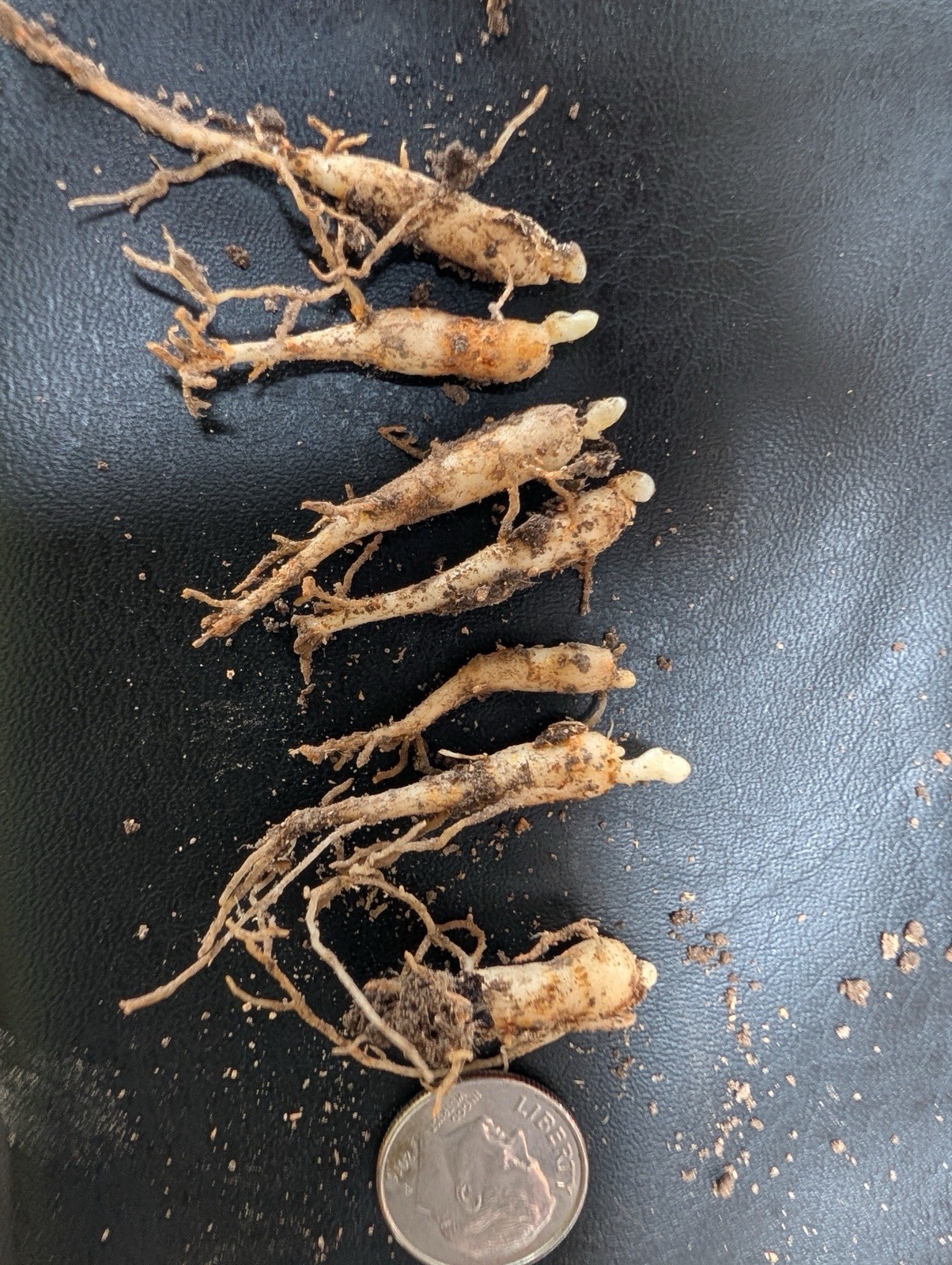 Ginseng rootlets grown in wild simulated woods. Roots are 1 year old.
