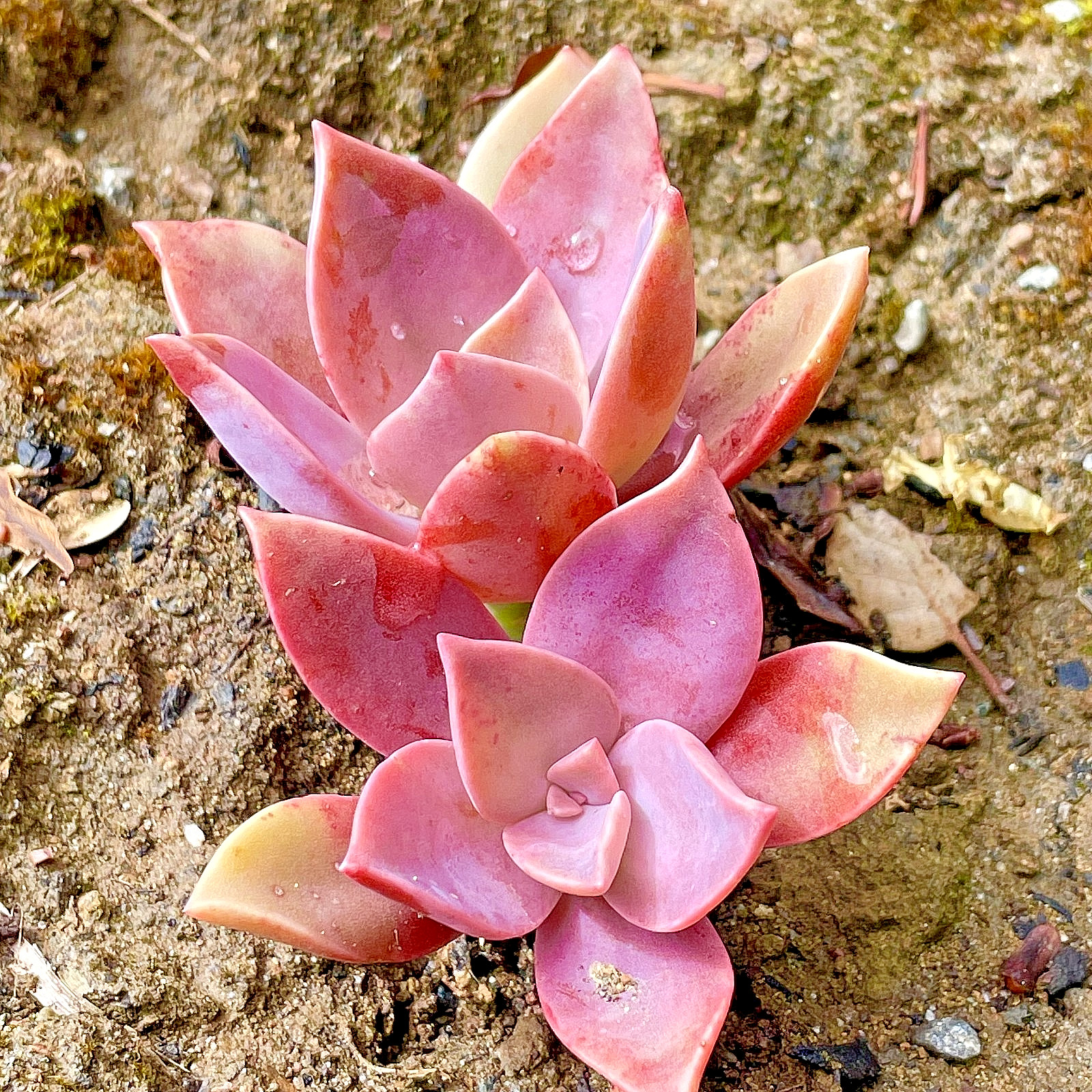 Rare Pink Succulent Graptoveria Dusty Live Plant 2-3 Inch Bare Root 1-Head