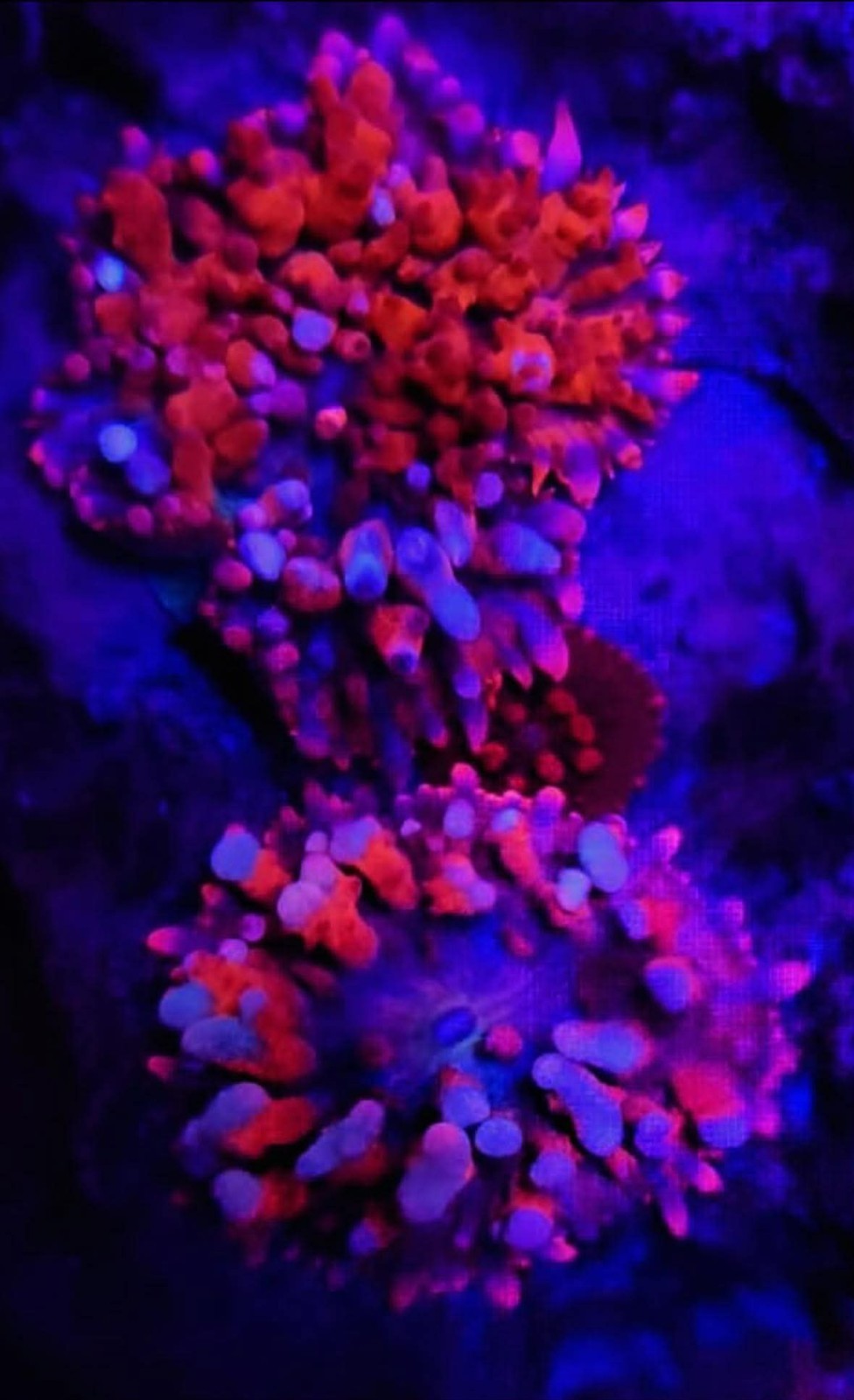 CB Flamethrower Bounce Mushroom – Ultra Rare Cornbred Coral – Live Reef CB Flamethrower Bounce Mushroom – Ultra Rare Cornbred Coral – Live Reef