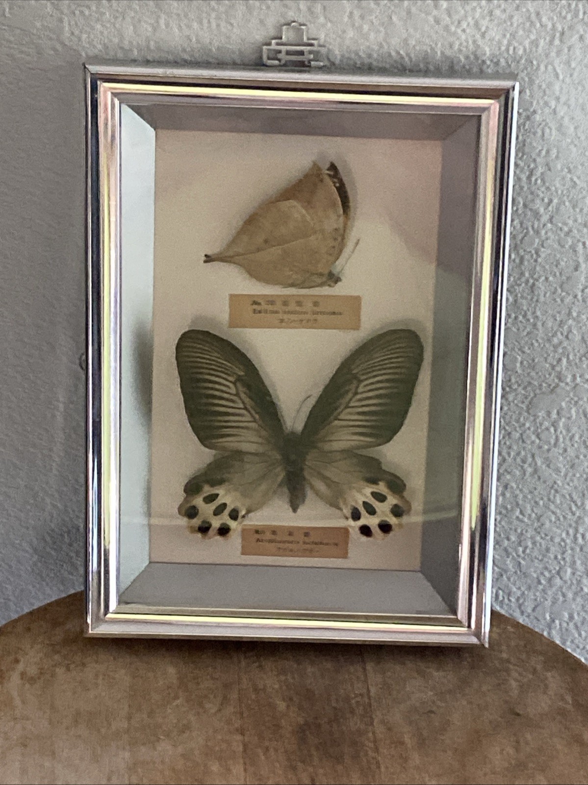 Vintage Japanese Butterfly Framed Wall Display \