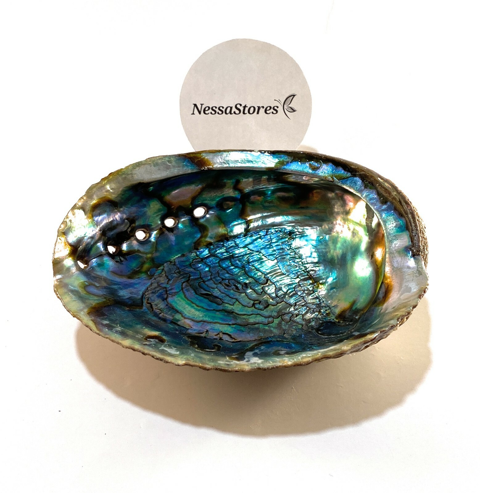 Green Abalone Sea Shell One Side Polished Beach Craft 6\