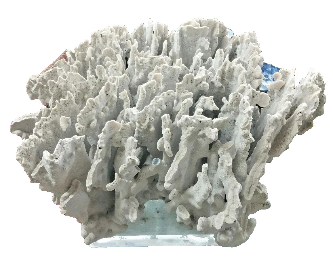 HUGE Natural Solid White Coral Branch Heavy 24\'\' x 20\'\' inches 54 lb.
