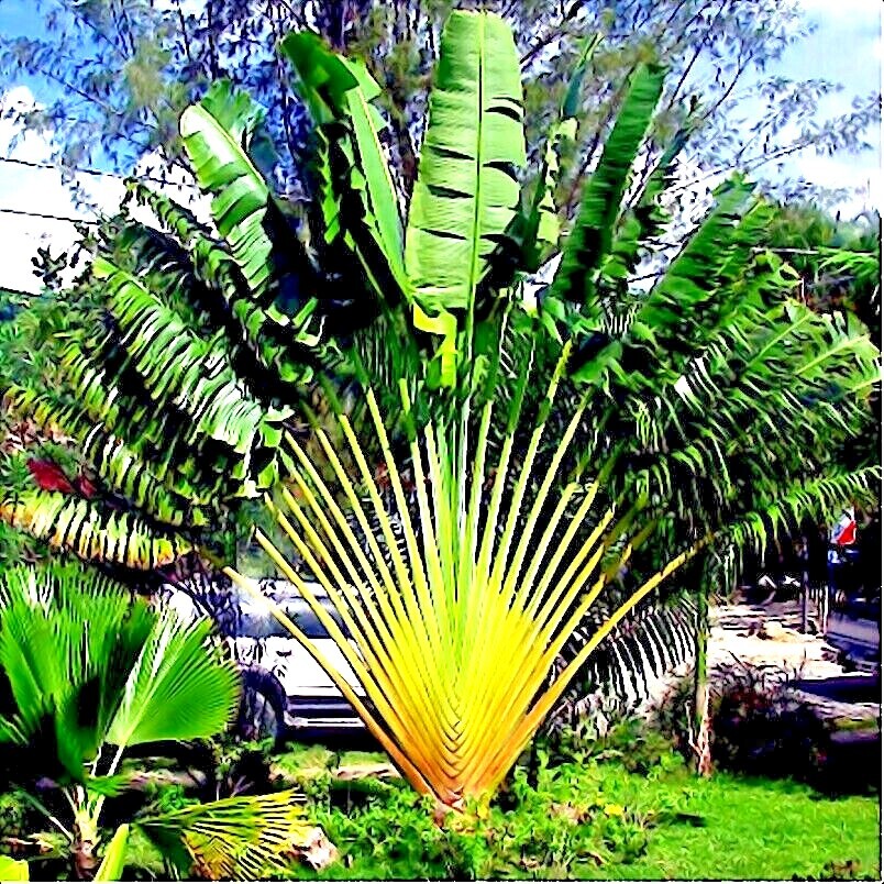TRAVELERS PALM TREE SEEDS (Ravenala madagascariensis) Bird of Paradise Plant 