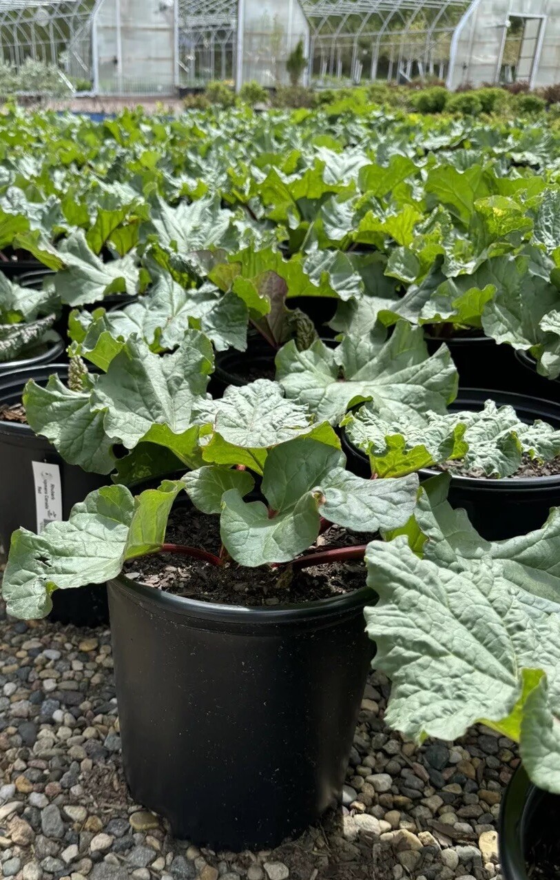 2 Chipman\'s Canada Red Rhubarb Plants Large 2 gal. Potted Edible Plants