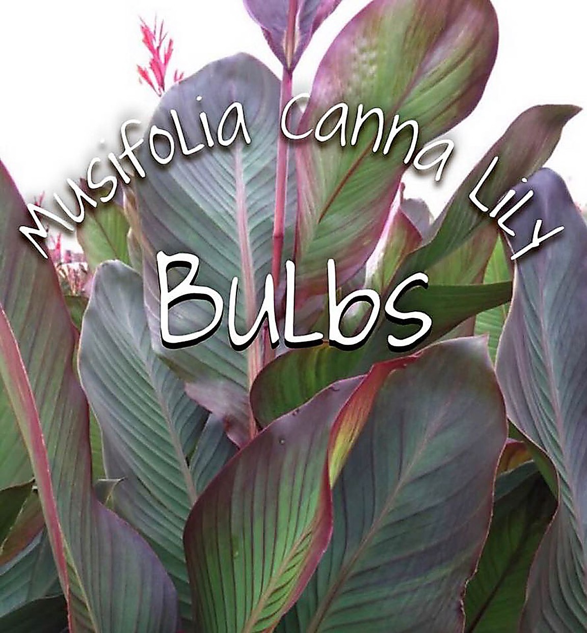 Canna Lily Bulbs Dark Red/Purple Musifolia - Large tropical plant *FREE SHIPPING