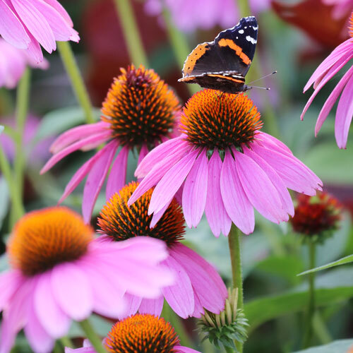 Purple Coneflower Seeds | Non-GMO |  | Seed Store | 1259