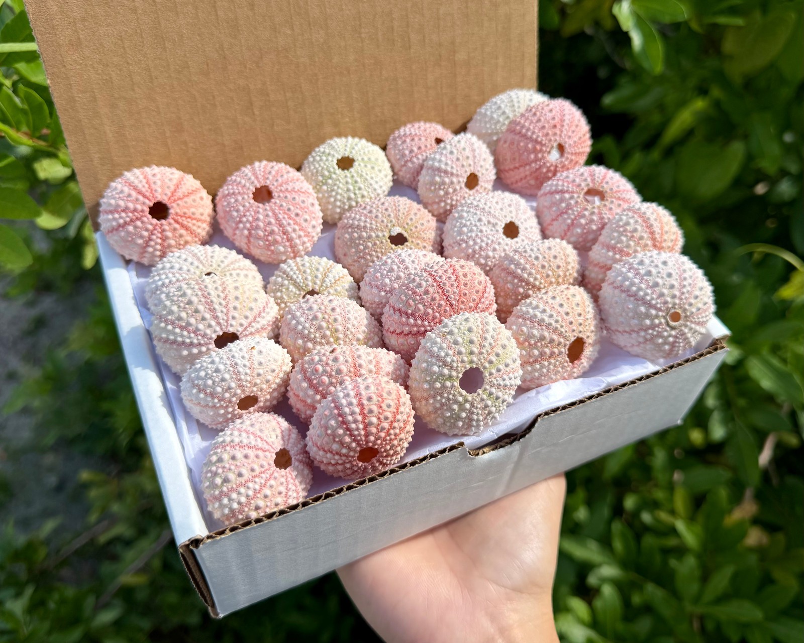 25 Pack Gift Box Natural Pink Sea Urchins 1.5-2\