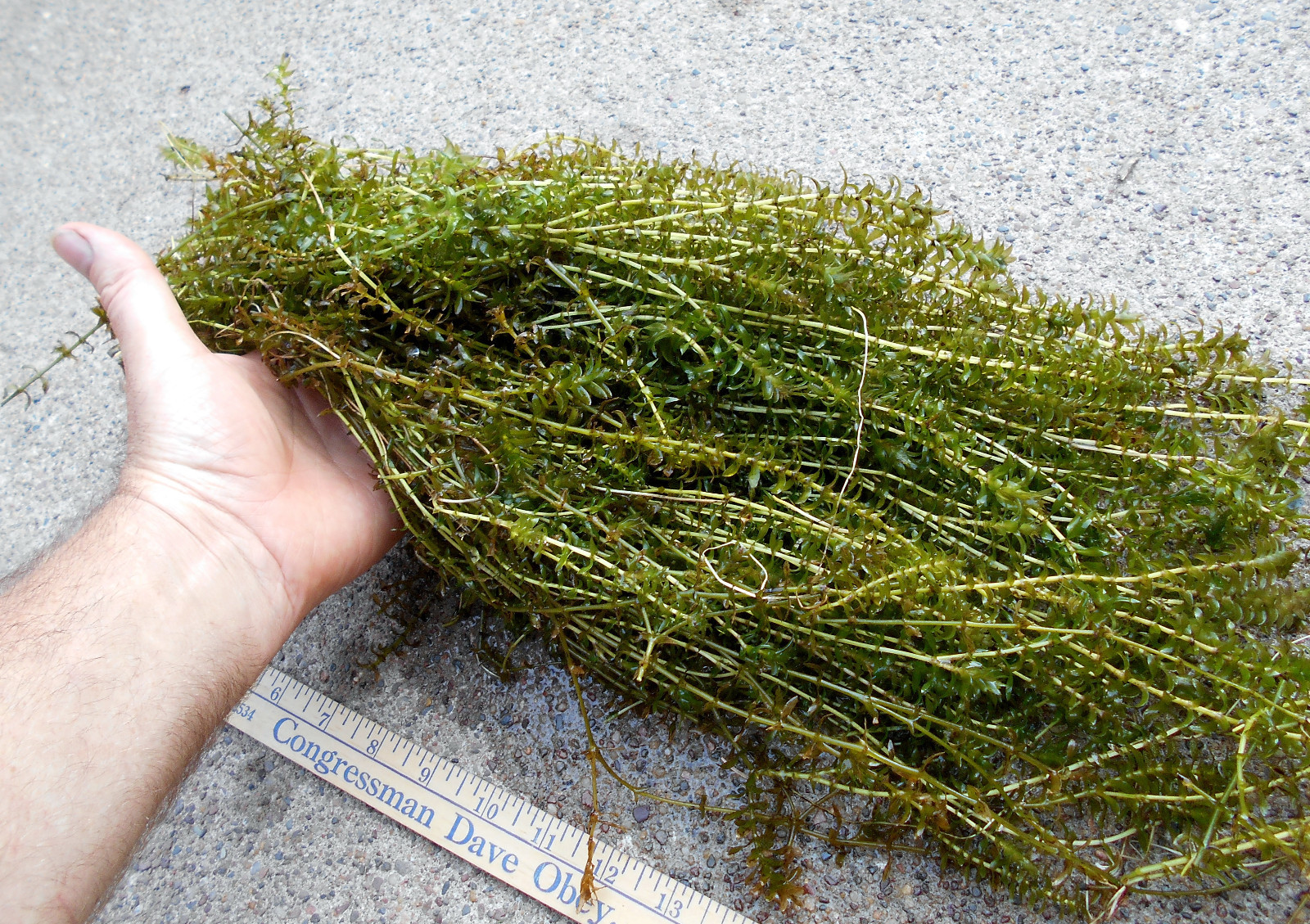 100 Live Elodea Canadensis Stems 1 lb Native Aquarium Koi Pond Turtle Plant Bulk