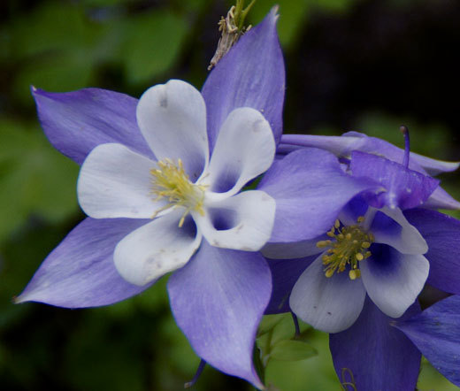 COLUMBINE BLUE STAR Aquilegia Caerulea - 300 Bulk Seeds