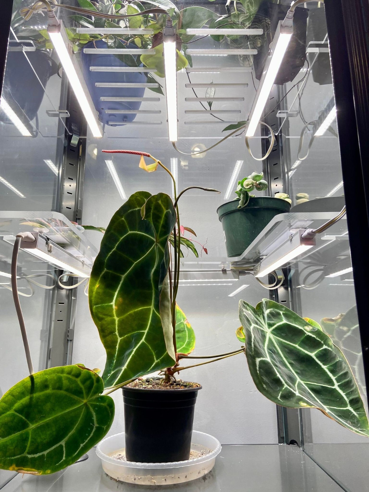 Fabrikor Tall Acrylic Shelves - 3/8\