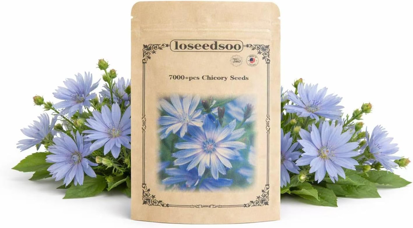 7000+ Chicory Seeds for Planting – Blue Wildflower Perennial Seeds, Hardy Cichor