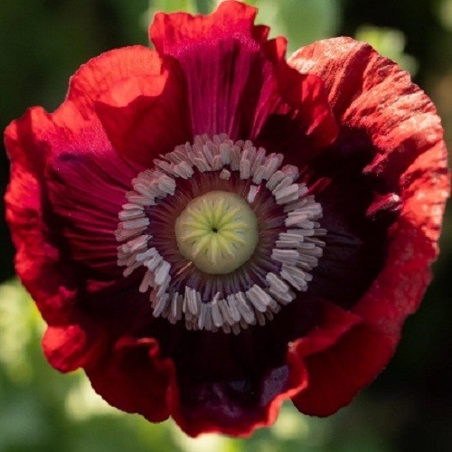 2,500 / 5,000 Heirloom Cherry Glow Stratified Papaever Somniferum Poppy Seeds 2,500 / 5,000 Heirloom Cherry Glow Stratified Papaever Somniferum Poppy Seeds