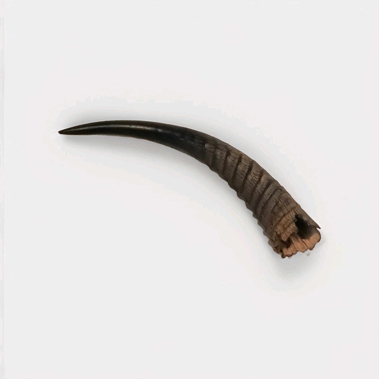 Real Natural Black Springbok  Horn Ribbed Texture Curved Horn for Hobby Use 11\