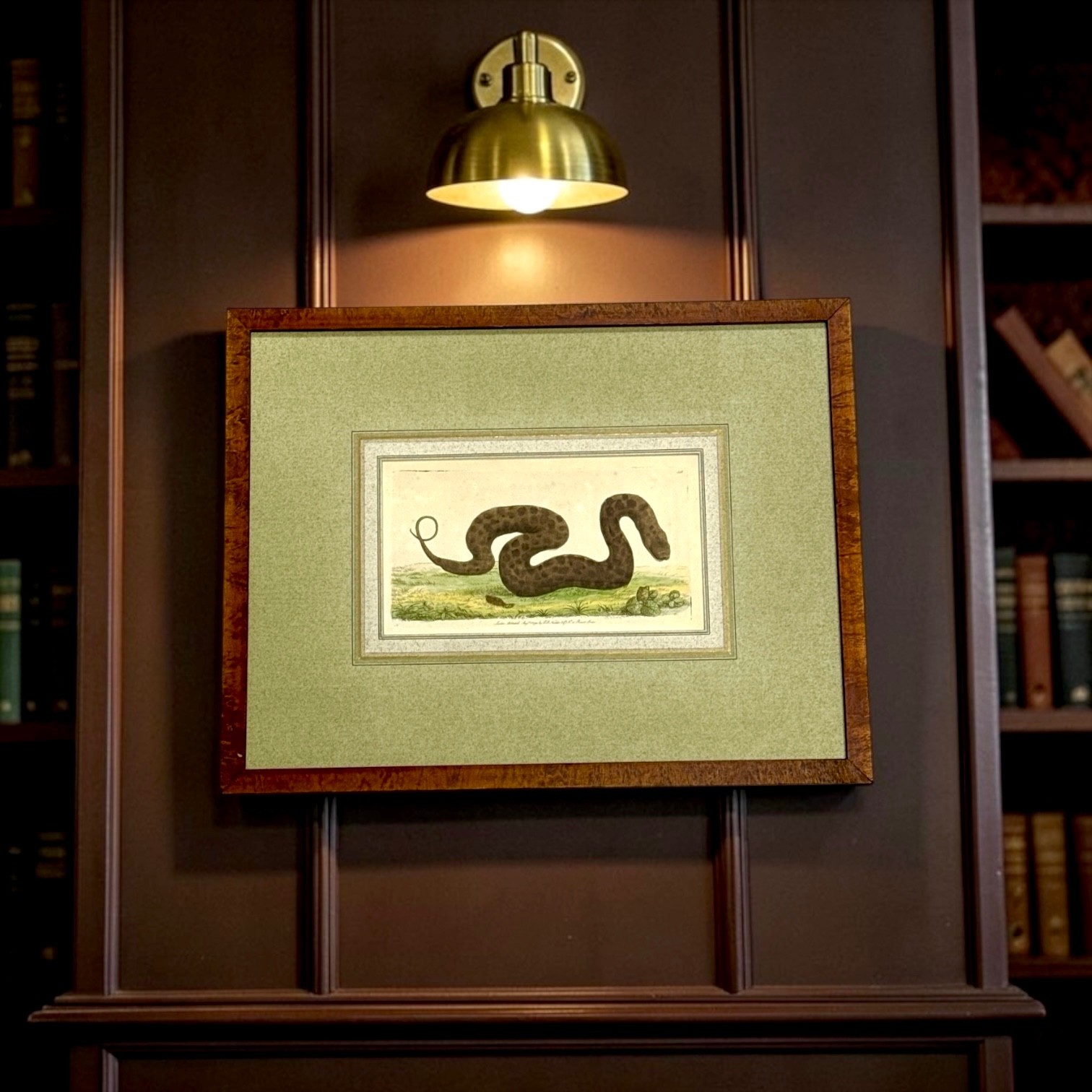 Warted Snake - 1794 RARE SHAW & NODDER Hand Colored Copper Engraving French Mat
