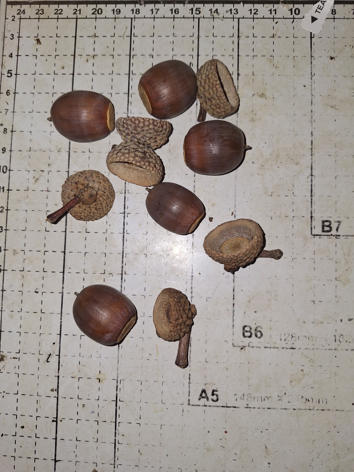 Large Acorns With Caps For Crafts Large Acorns With Caps For Crafts