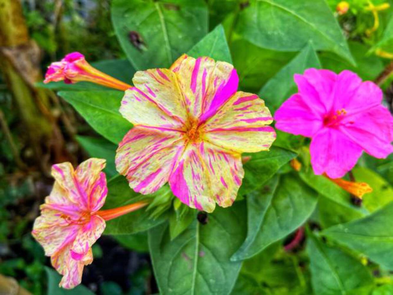 25 BROKEN COLORS FOUR O\'CLOCK SEEDS | SALE  NON GMO HEIRLOOM