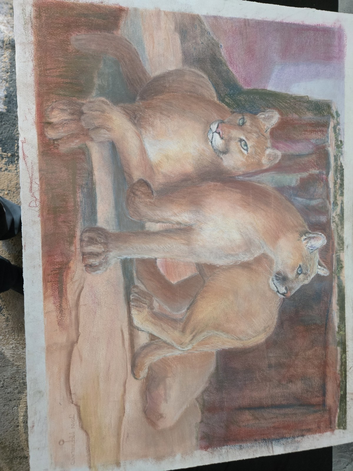 John McFarland Pastel Drawing Of Two Cougars John McFarland Pastel Drawing Of Two Cougars