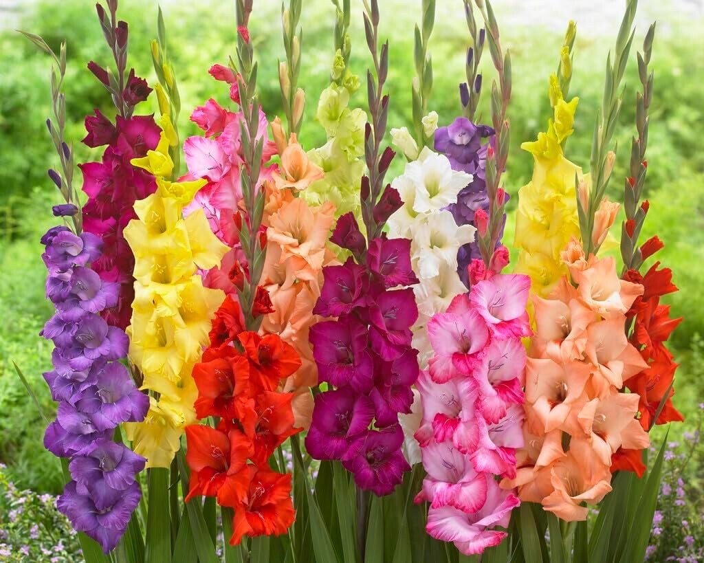 Gladiolus Bulbs - Mixed Colors