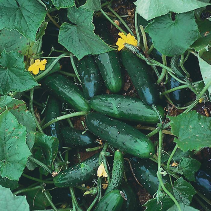 Marketmore 76 Cucumber Seeds, NON-GMO, Variety Sizes Sold, 