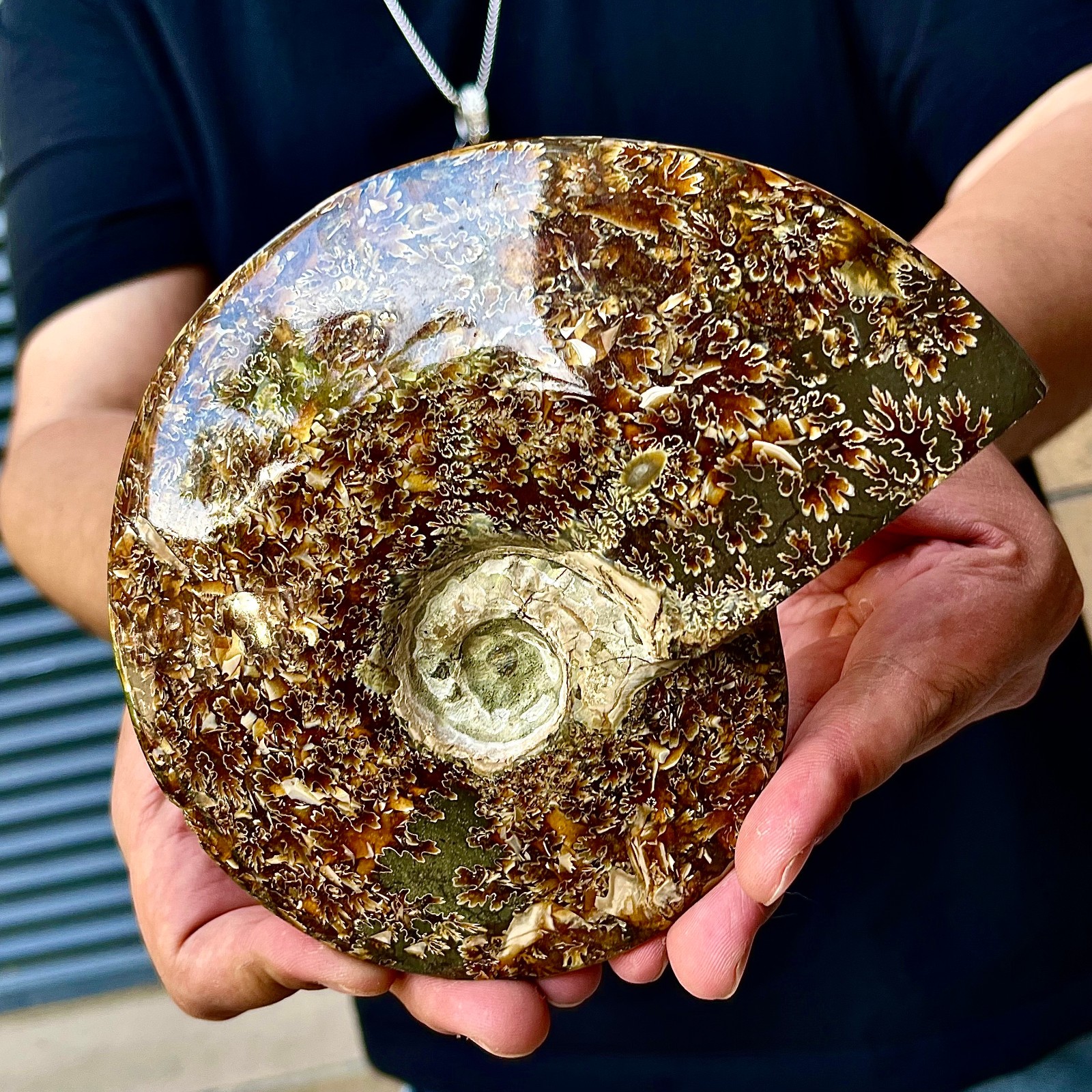 1.56LB Rare natural polished Natural conch fossil specimens of Madagascar