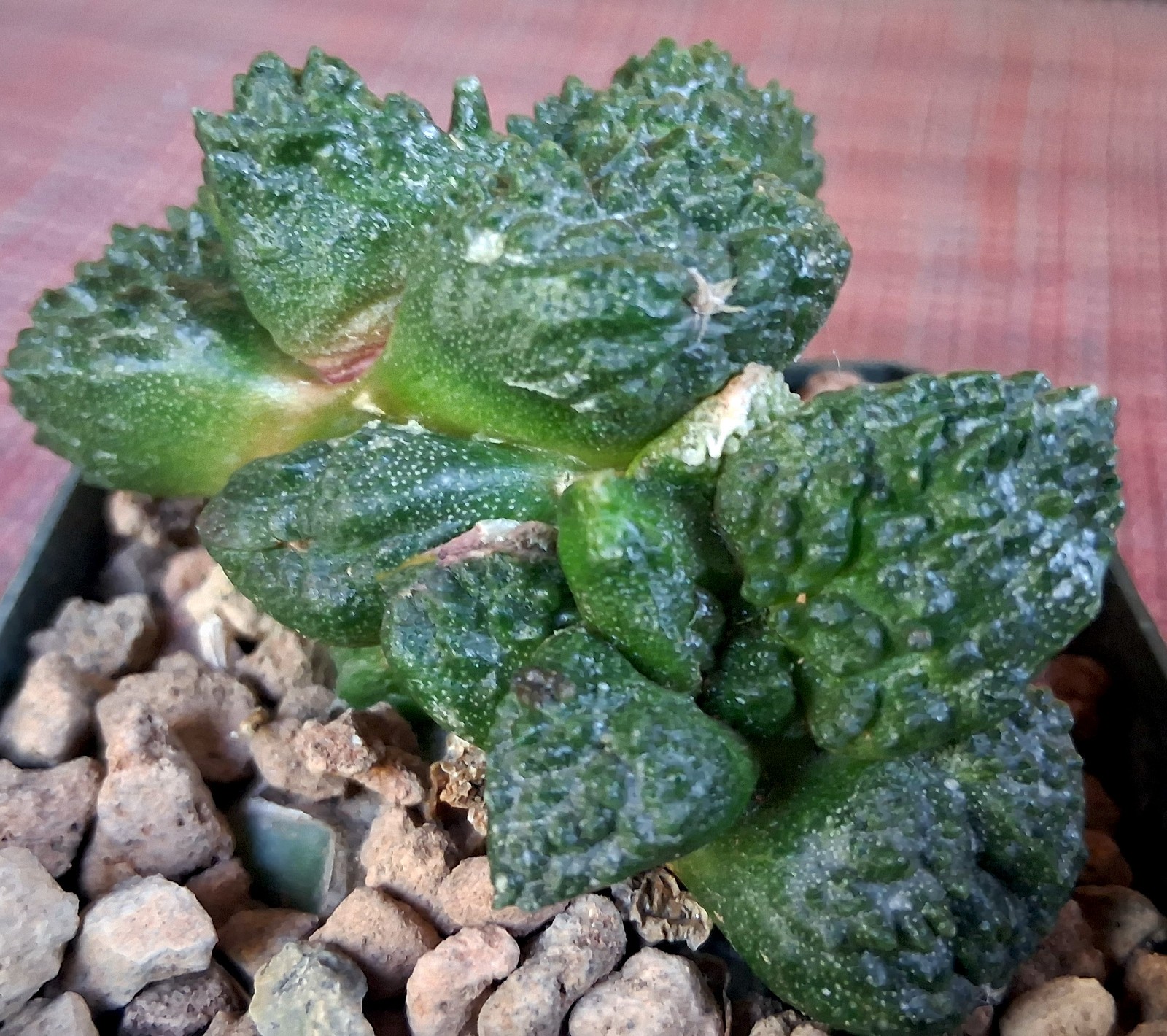 RARE • HIGHLY COLLECTIBLE • INCREDIBLY TEXTURED •A. \'GODZILLA\'