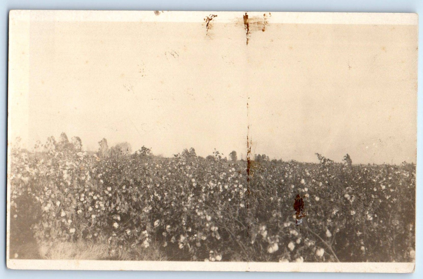 c1910\'s View Of Cotton Field Imperial California CA RPPC Photo Antique Postcard