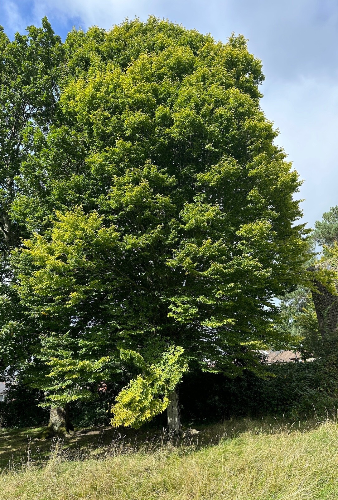 EUROPEAN HORNBEAM ( Carpinus Betulus ) Bulk Avalible