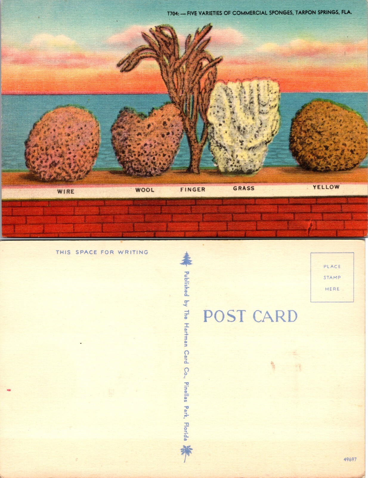 Five Varieties of Commercial Sponges Tarpon Springs Florida FL Postcard