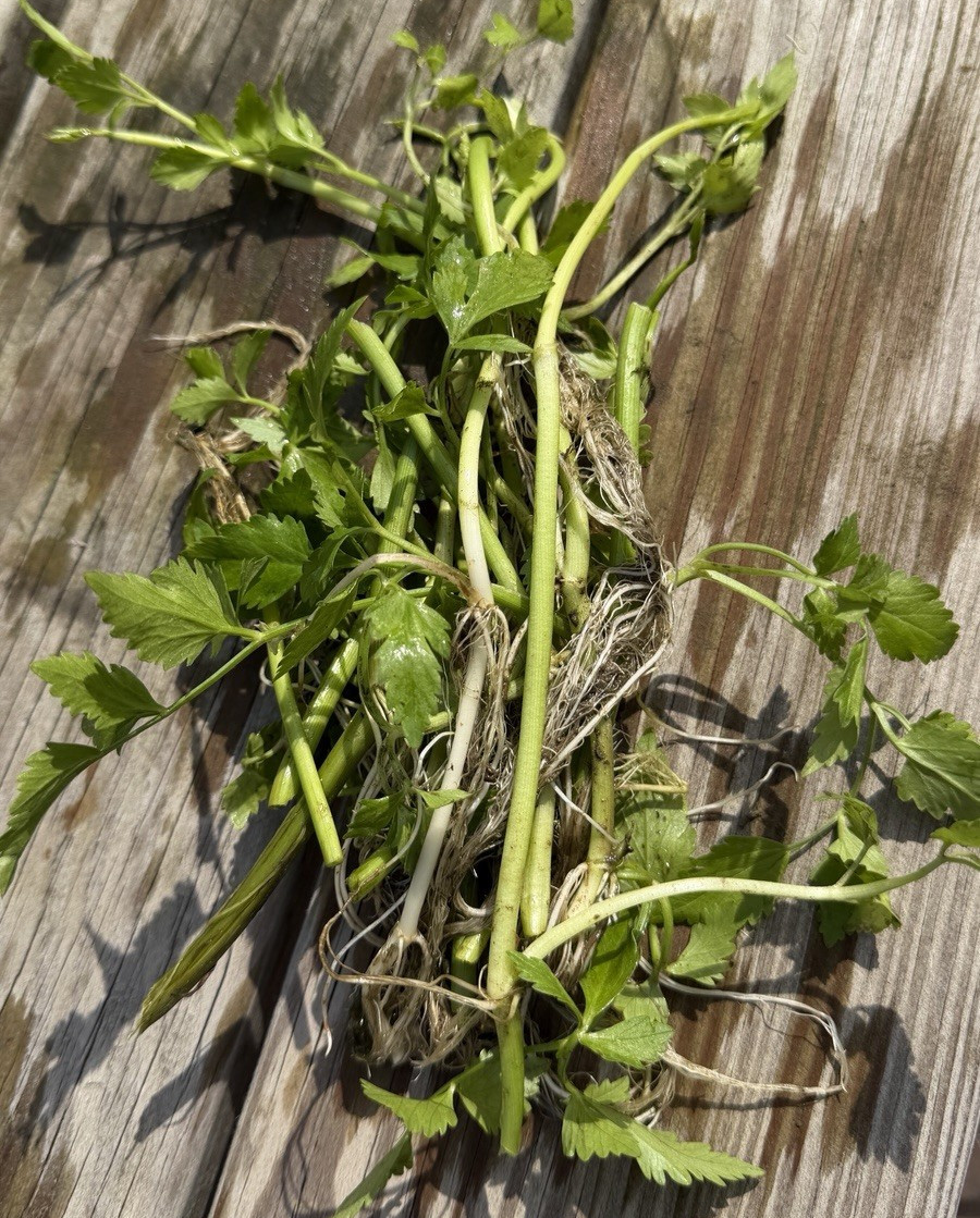 12 Rooted Water Celery Oenanthe Javanica Live Pond Plants Aquatic Marginal Plant