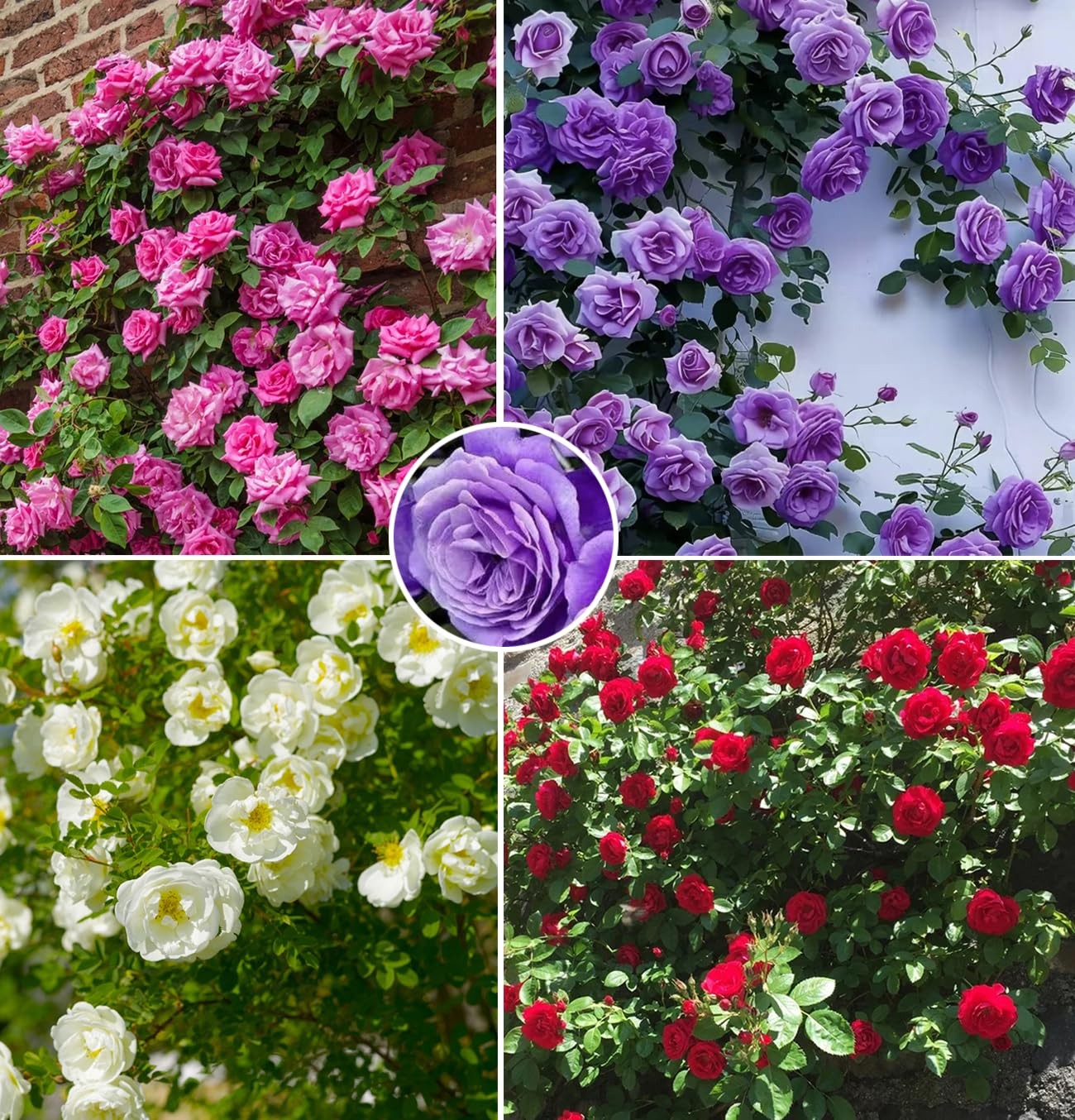 Mix Climbing Rose Rosa Seeds Bush Vine Climber Fragrant Butterfly 100pcs