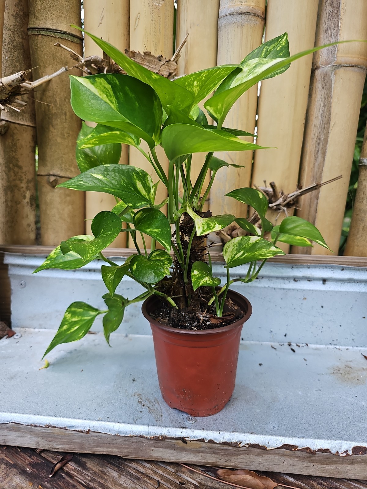 GIANT Variegated Golden Pothos Climbing hawaiian Large TRUNK NOT MONSTERA