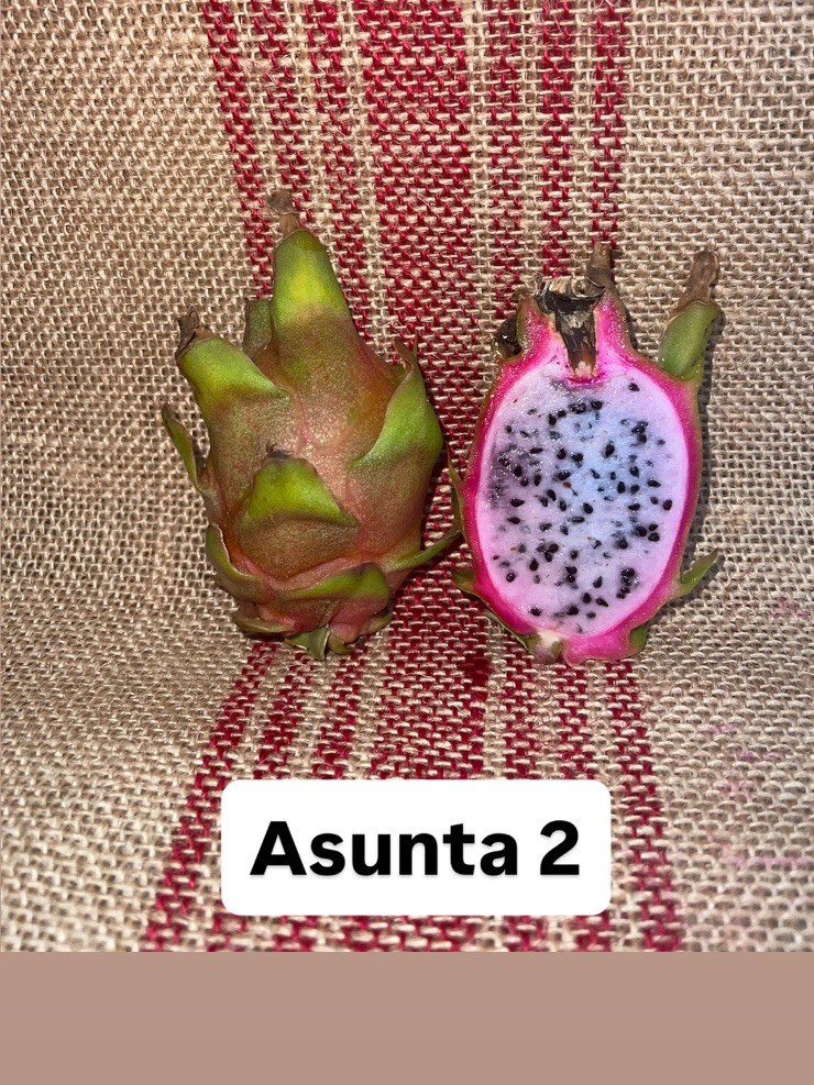 Mature cuttings of “ASUNTA 2” 14-18 inch long