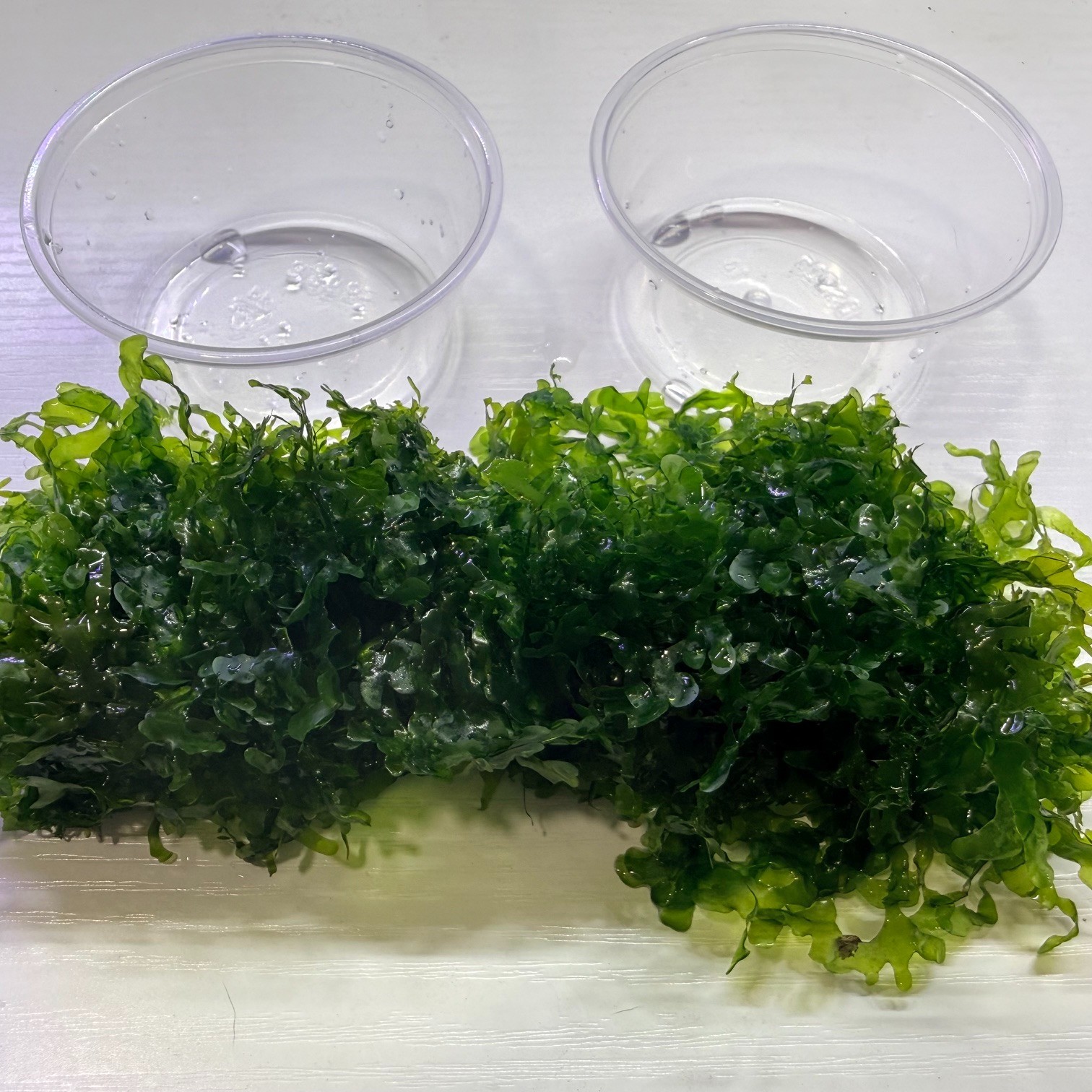 Large portion of  Susswassertang Moss. 2 cups of 3.25 oz each.  Submerged