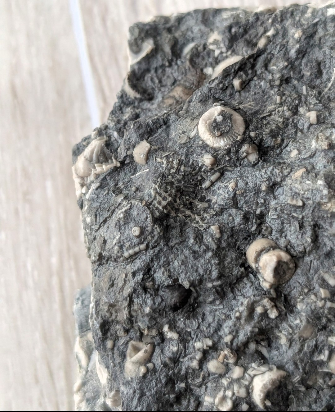 Crinoid Sea Lily & Bryozoan Fossil Matrix – Multiple Stems – Natural Specimen