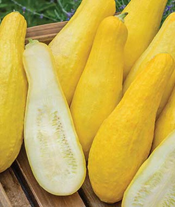Straightneck Squash Seed, Heirloom, NON-GMO, Yellow Squash, 25 Seeds Straightneck Squash Seed, Heirloom, NON-GMO, Yellow Squash, 25 Seeds