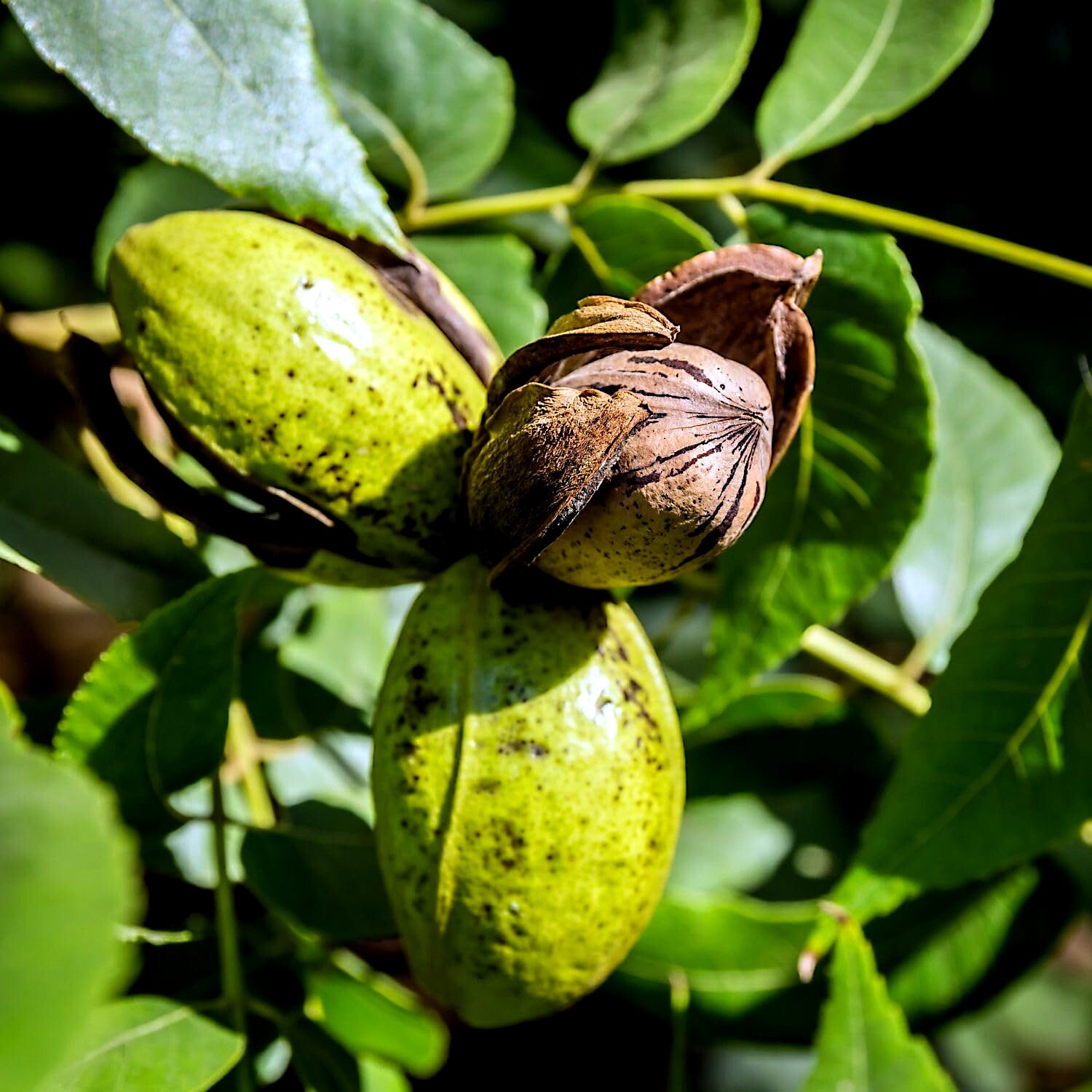 Northern Sweet Pecan Tree Seeds/Nuts (Carya illinoinensis) Hardy-Zone 5 Edible Northern Sweet Pecan Tree Seeds/Nuts (Carya illinoinensis) Hardy-Zone 5 Edible