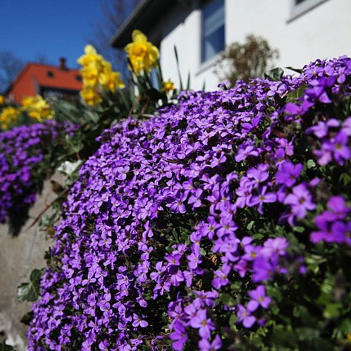 Thymus Serpyllum Purple Creeping Thyme. 2000 Seeds. 
